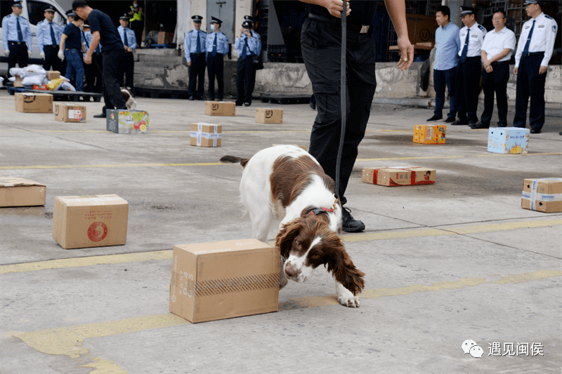 缉毒犬出动!直击闽侯真实禁毒查缉现场!