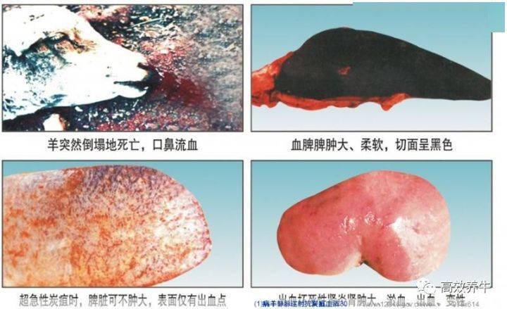 庆峰每日一招谨防牛炭疽传染病人兽共患