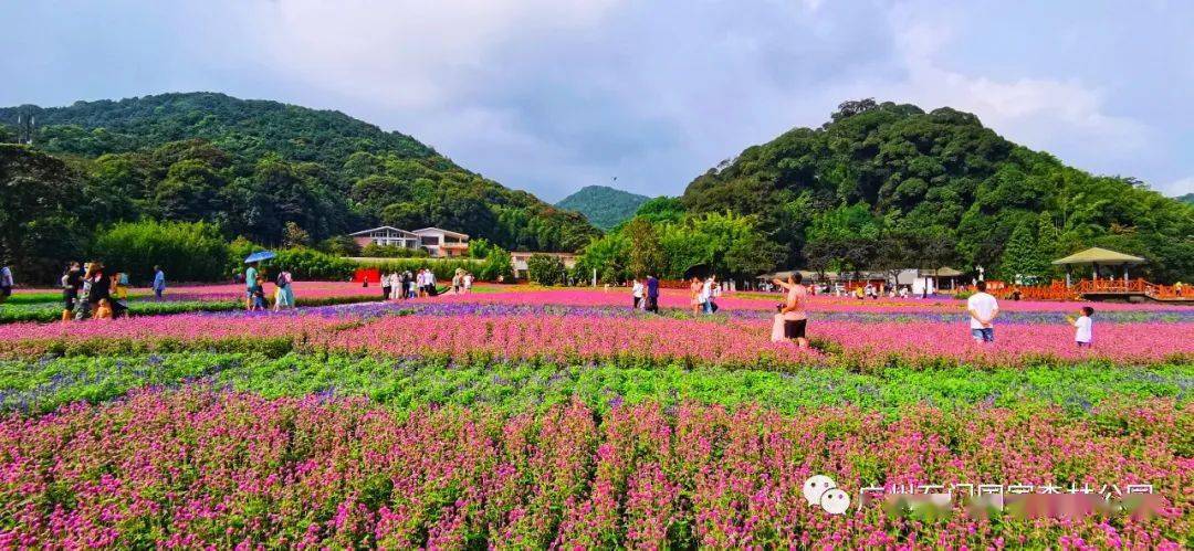 海拔八百米花海!一不小心被这里的「秋天」迷住了_从化