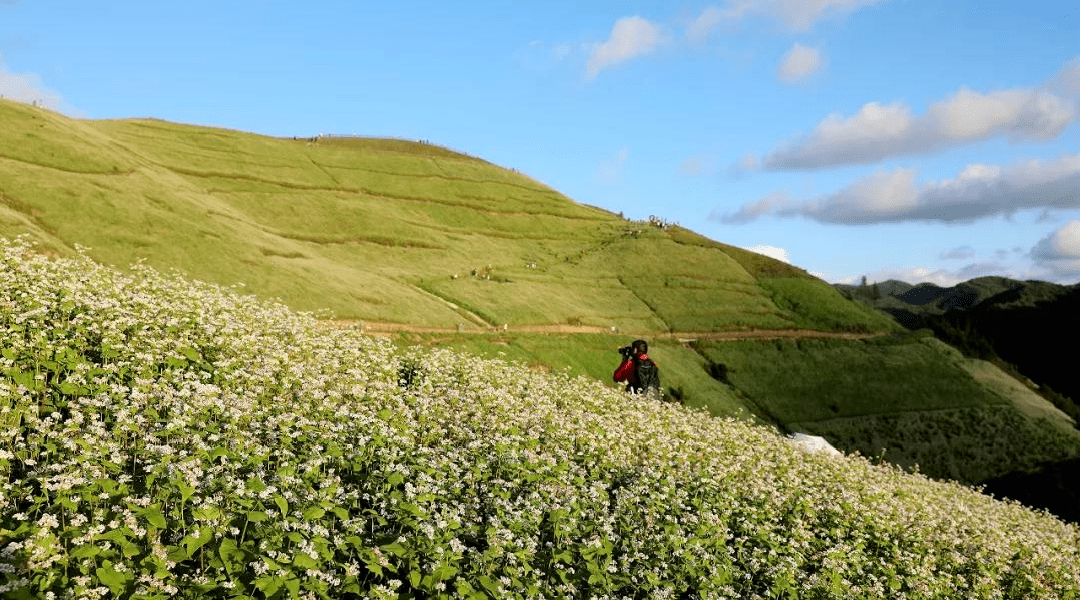 荒山变花海 乡村旅游活起来_凤庆县