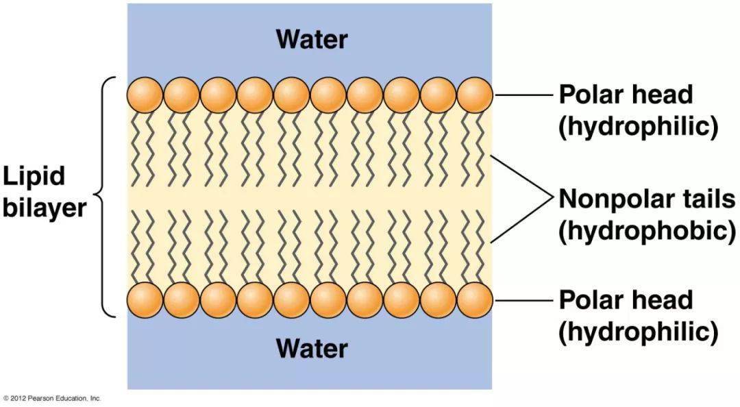 4 磷脂双分子层3.磷脂分子2.