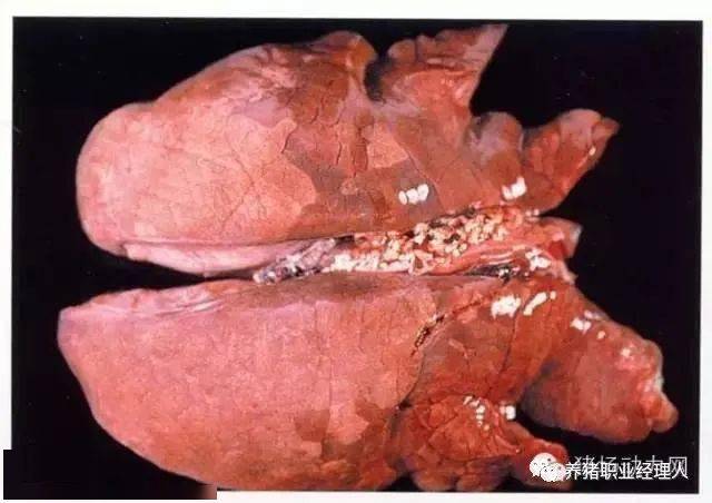 猪心肺疾病解剖图你认识多少