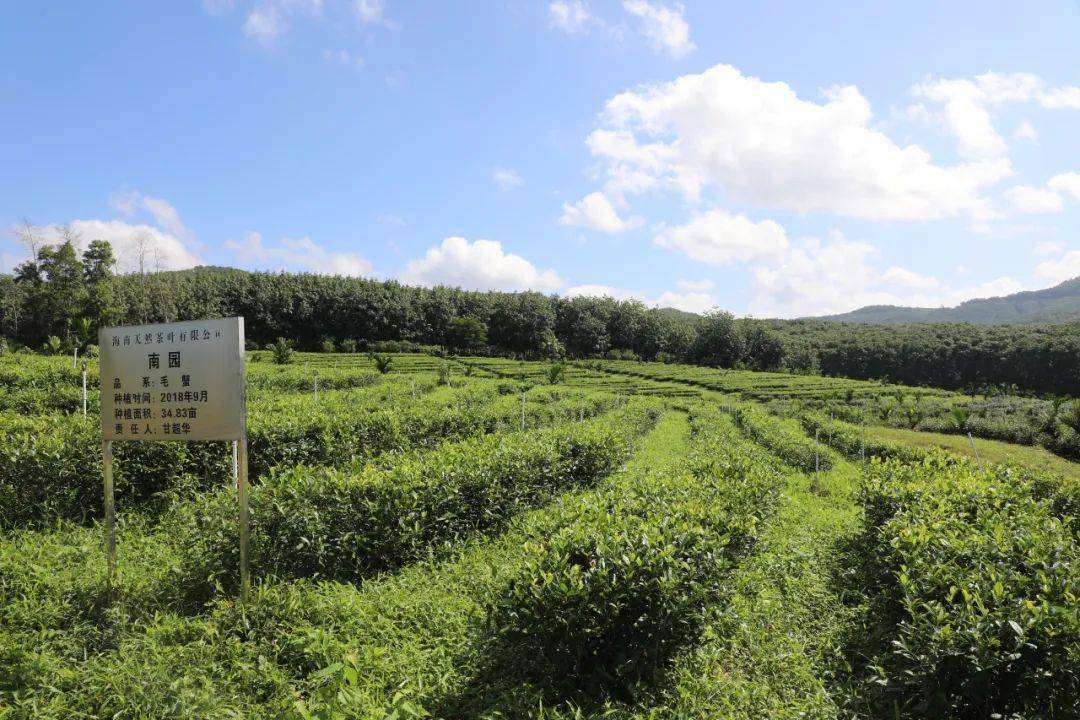 白沙茶树种植喜添新品种进一步凸显生态环境优势