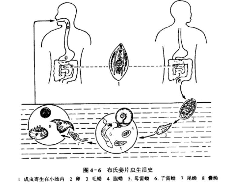 这种姜片虫的囊蚴能在水里存活,所以很容易附着在荸荠表面.