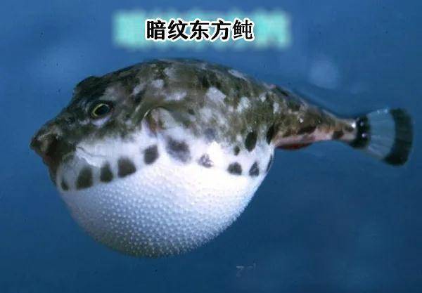 广东紧急提醒:这鱼别吃,尚无解药!