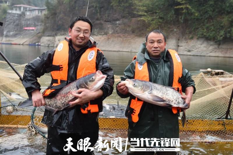 渔业生态渔场 黔西南州光照湖大水面生态渔场 贵水黔鱼玉屏种苗基地