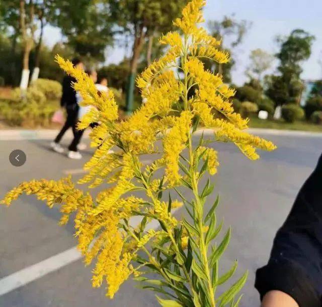 并且  我市部分地区也出现这种黄花 很多人纳闷 究竟发生了什么?