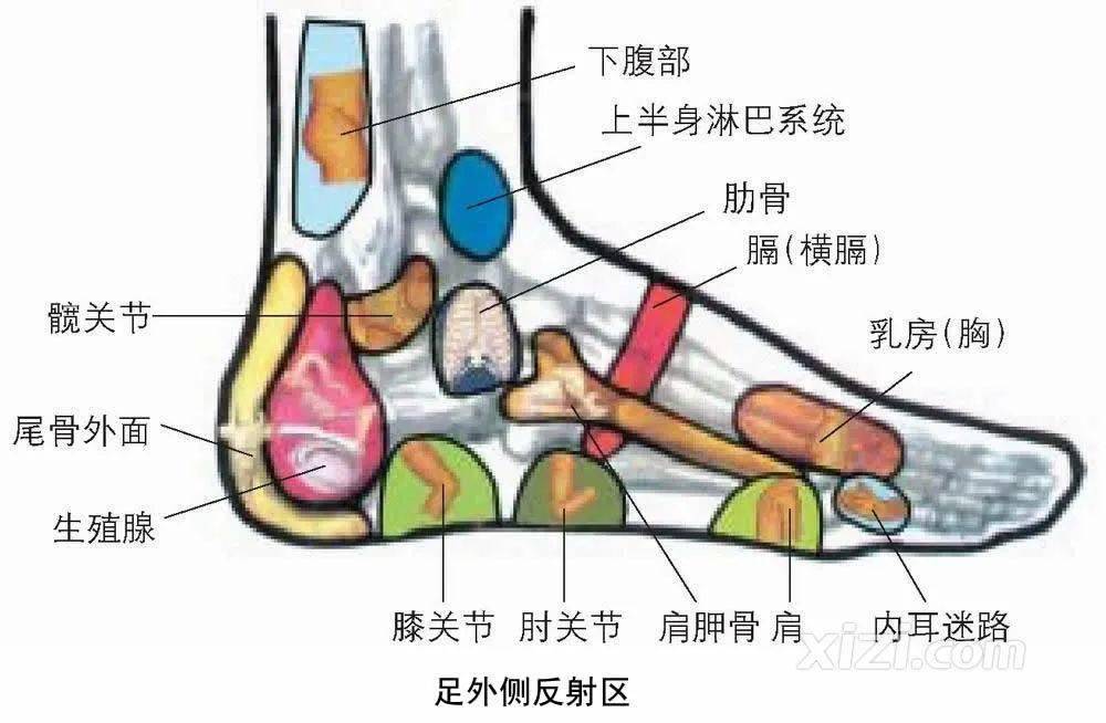 脚底的反射区中对应的是泌尿生殖系统,下图中脚后跟中的"生殖腺"对应