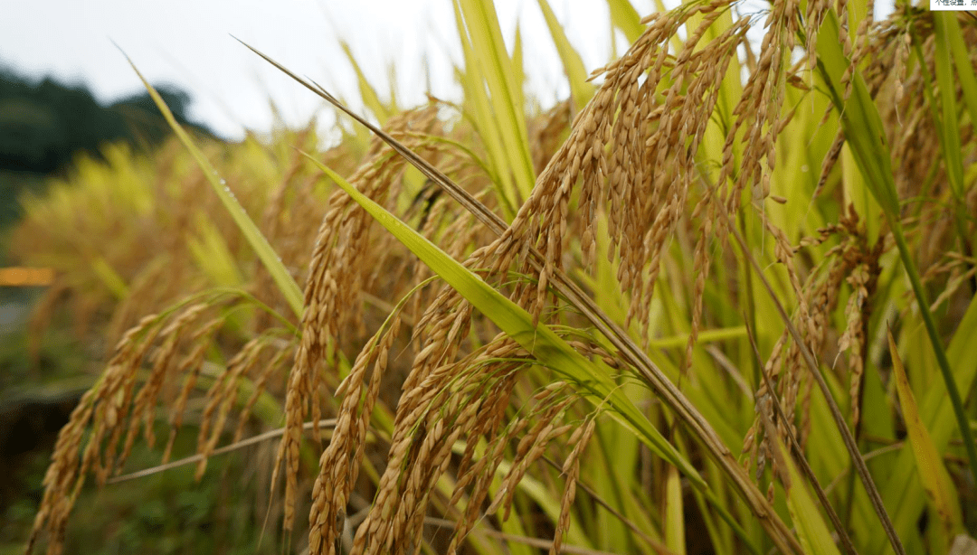 客家风俗食新禾你知道吗