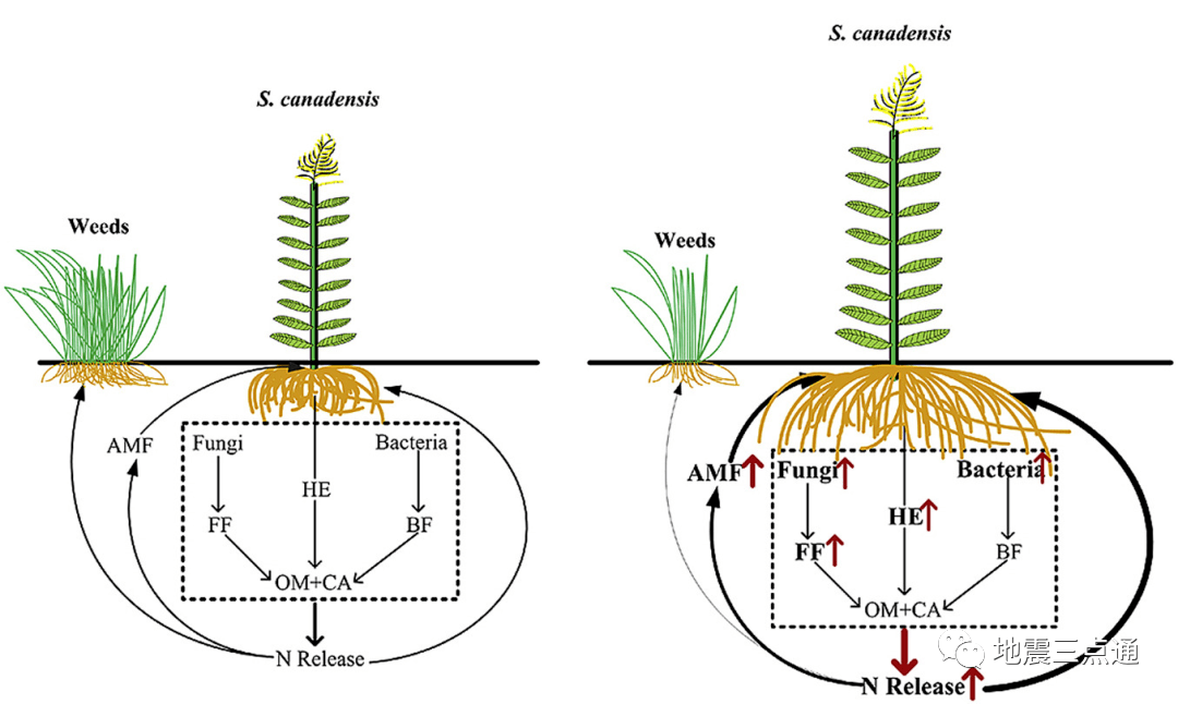 加拿大的外来入侵物种_草本植物_中国_其他