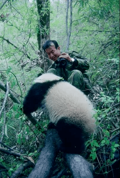 潘文石:"我愿意荒野终老"_大熊猫_娇娇_保护区