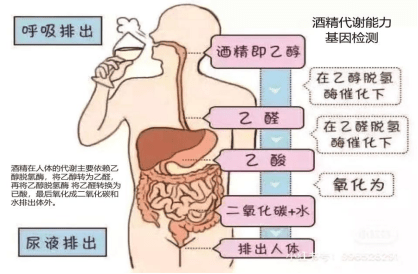 酒精代谢基因检测