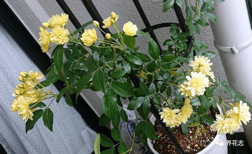 在木香花开花之前,建议花友对木香花的枝条进行修剪,这样对木香花开花