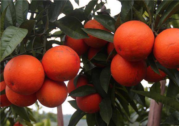 较少,现有的血橙种植方法使果园的果树树枝直立,血橙树不能够很好地进