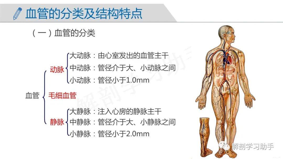 人体解剖学课件——脉管系统-动脉