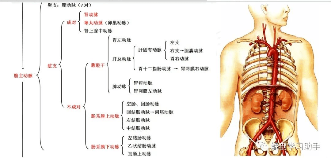 人体解剖学课件——脉管系统-动脉