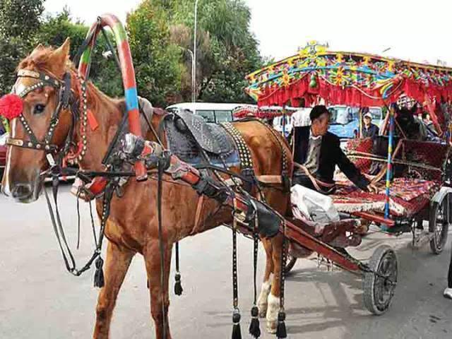 伊犁的哈迪克_伊宁市_马车_旅游区