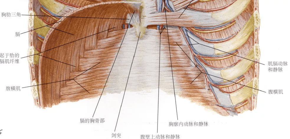 膈肌解剖及常见病变的影像诊断_胸腔_动脉_纵隔