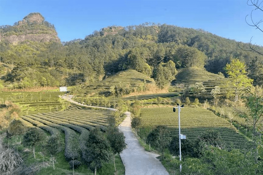 科技赋能生态茶园_武夷山_茶叶_信息化