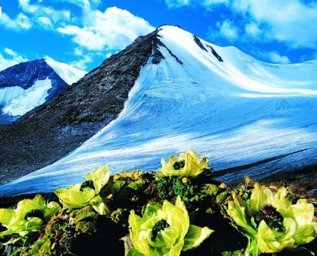 天山雪莲,五年一开花_精品_线路_旅行