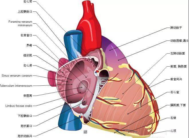 心脏解剖图_推广_沙龙_医学