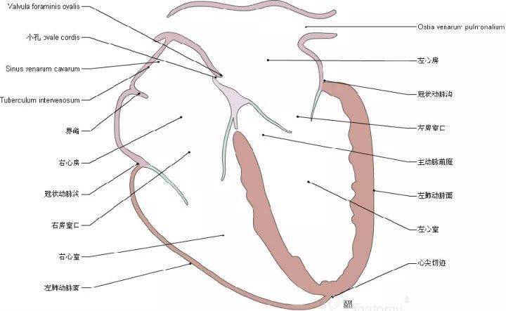 心脏解剖图_推广_沙龙_医学