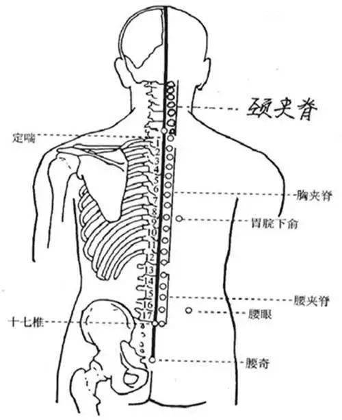 夹脊穴是经外奇穴,可调节督脉和足太阳经的经气,缓解局部疼痛.