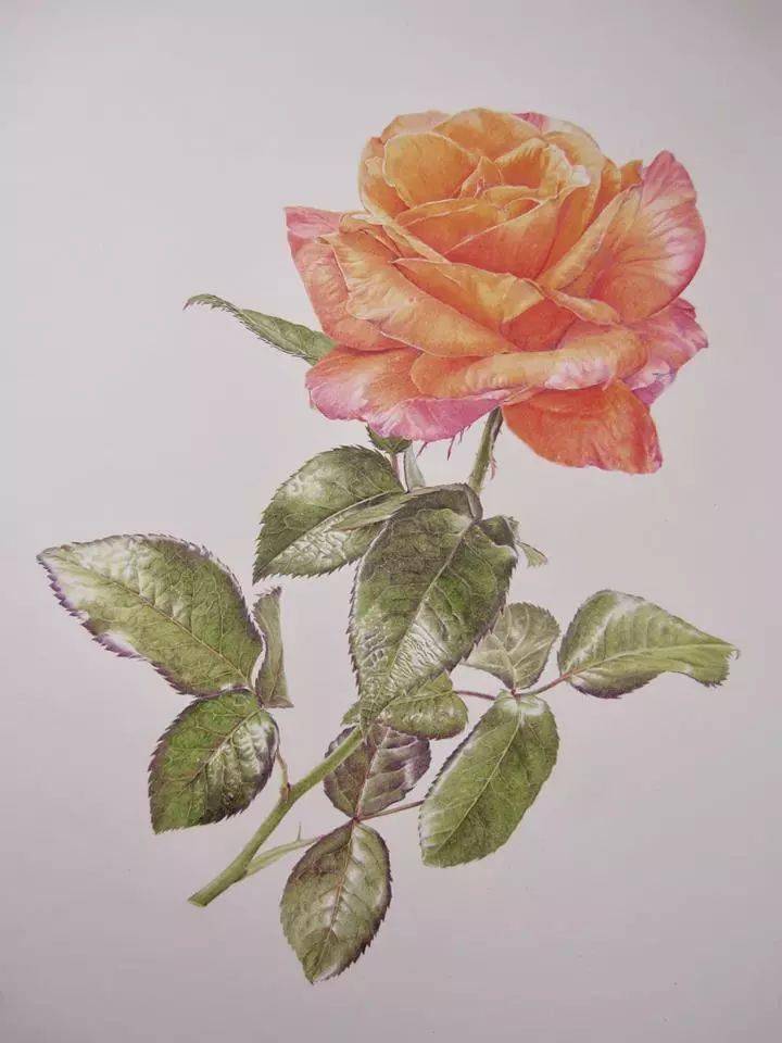 彩铅花卉素材合集,这彩铅写实功力实在棒!(彩铅画入门