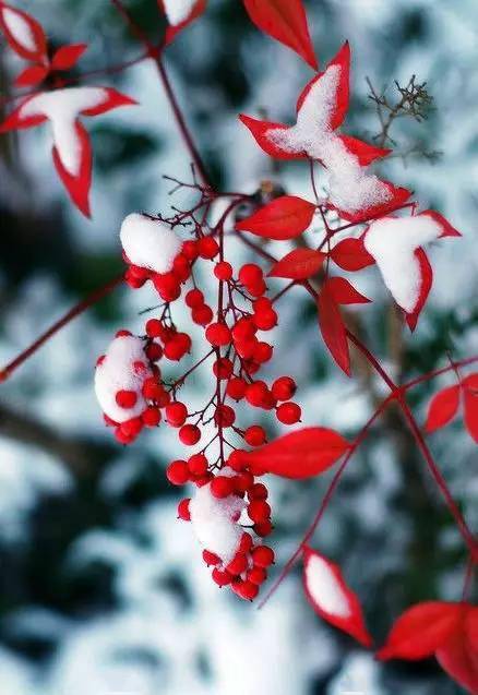 你听过雪绒花但你见过真正的雪绒花吗