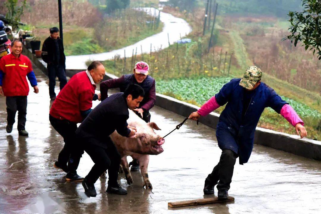 杀年猪吃刨猪汤咯年味渐浓綦江人准备回家过年了