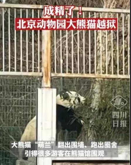 北京动物园大熊猫萌兰越狱15日上午