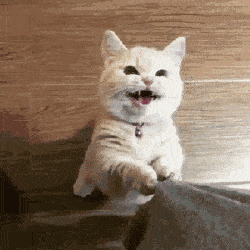 猫咪围着你打转,你走到哪跟到哪,经常绊手绊脚,猫咪这是在你身上留下