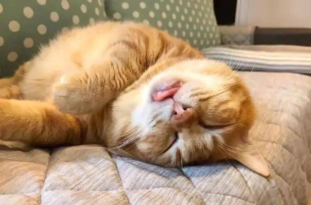 橘猫贪睡每日昏睡20个小时医生这不是病只能让它自然醒