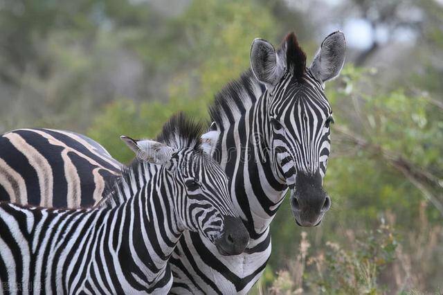 三种:平原斑马(equus quagga,山斑马(equus zebra)和细纹斑马(equus