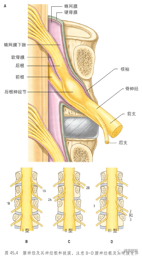 蛛网膜下腔脊髓,神经根,神经节脊柱裂分类图片可点击放大查看解剖丨