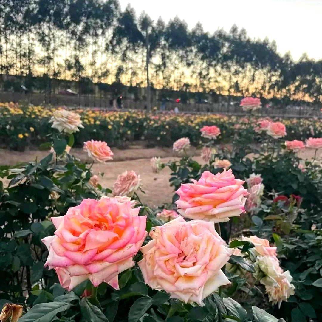 周六成行醉游花海美拍江门千亩紫花风铃佛山七彩玫瑰海畅游冬季花花