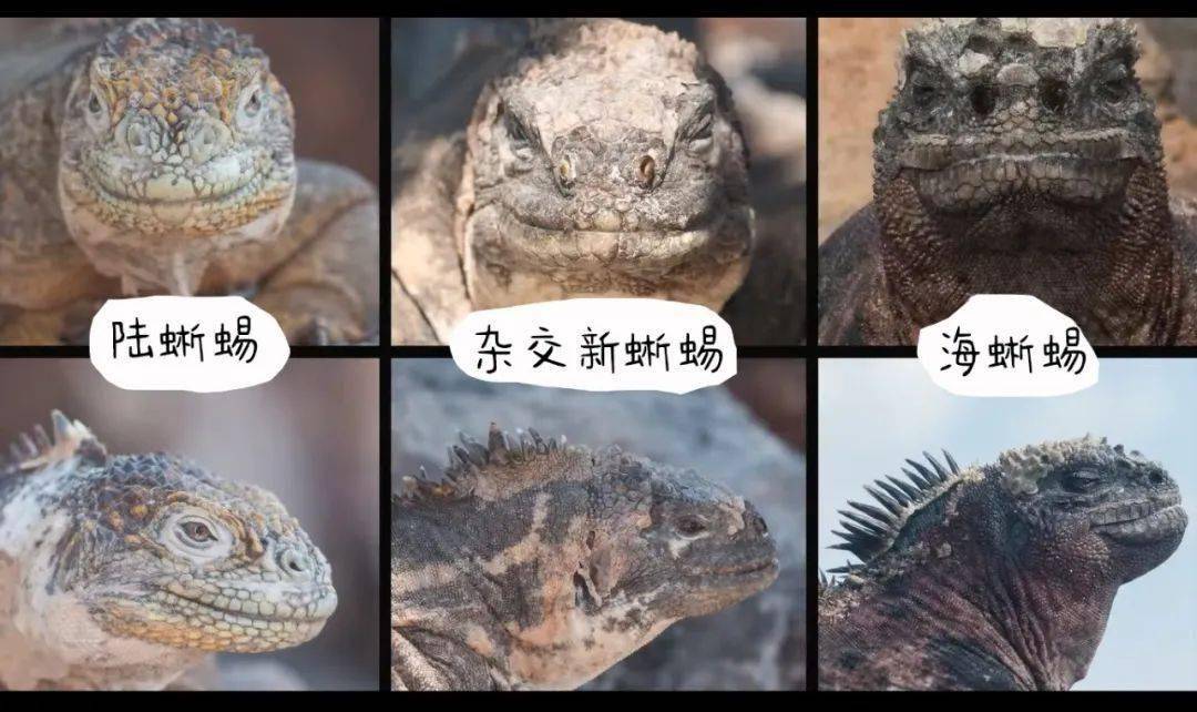 加拉帕戈斯群岛近年发现海蜥蜴与当地陆蜥蜴的杂交品种不能生育不会