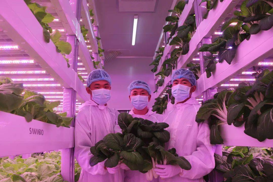 航天员出征前吃的蔬菜竟是这样生产的!简直颠覆传统_植物_种植_环境