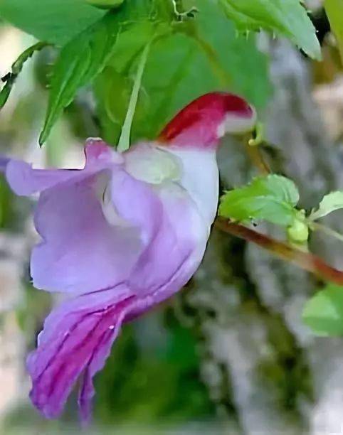 这些奇花希望给你带来一天好心情
