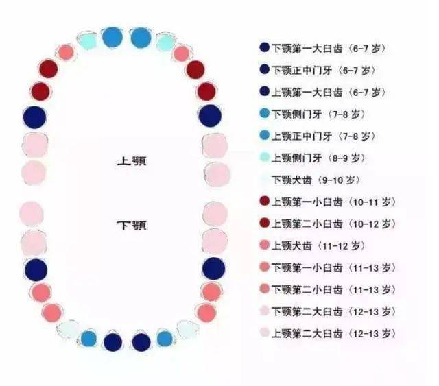 孩子换牙时的第一颗六龄牙很关键一定要注意