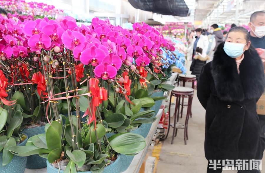 青岛枯桃花卉市场春节将至鲜花俏