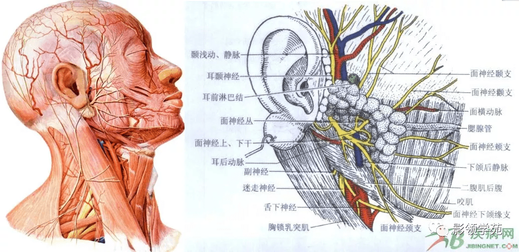 腮腺及面神经解剖