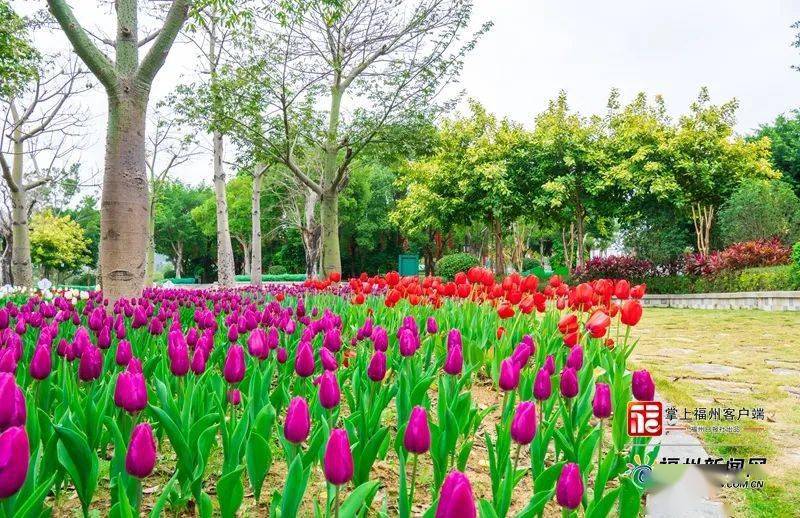 一年仅一次14万株郁金香花海就在福州这两个公园春节假期快来打卡吧鱼