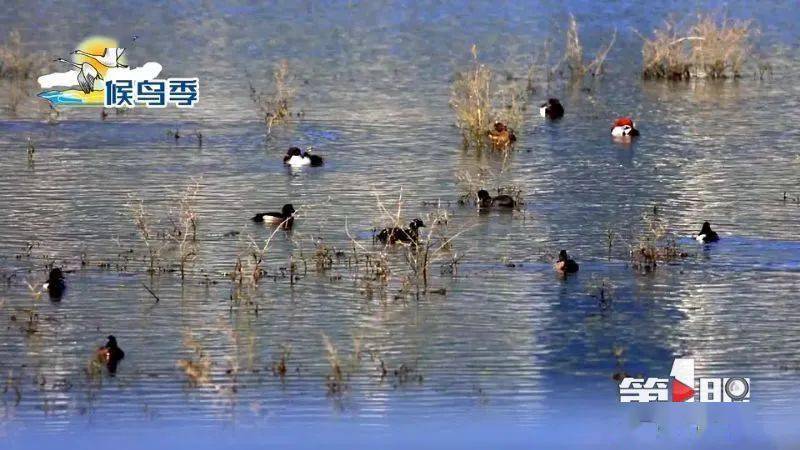 中华秋沙鸭成规模现身汉丰湖_观测_湿地_开州