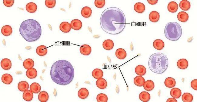血小板是血液的三大有形成分之一,由骨髓中的巨核细胞产生的活性小块
