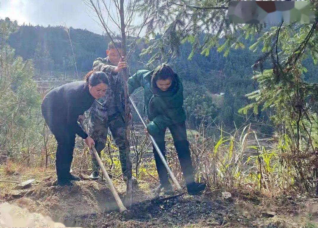 7607金泉街道76据了解,此次植树活动丹寨县共种植了5600株树苗