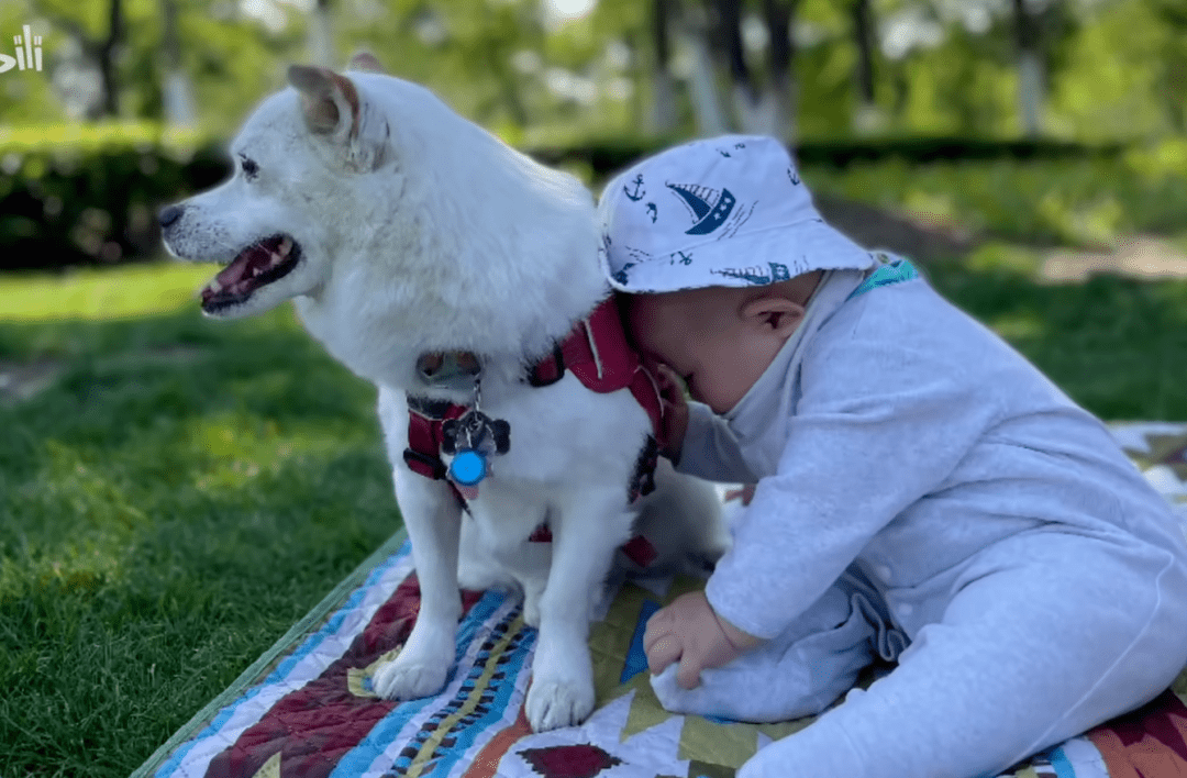 流浪的中华田园犬,登上了北京冬奥会舞台被世界瞩目!