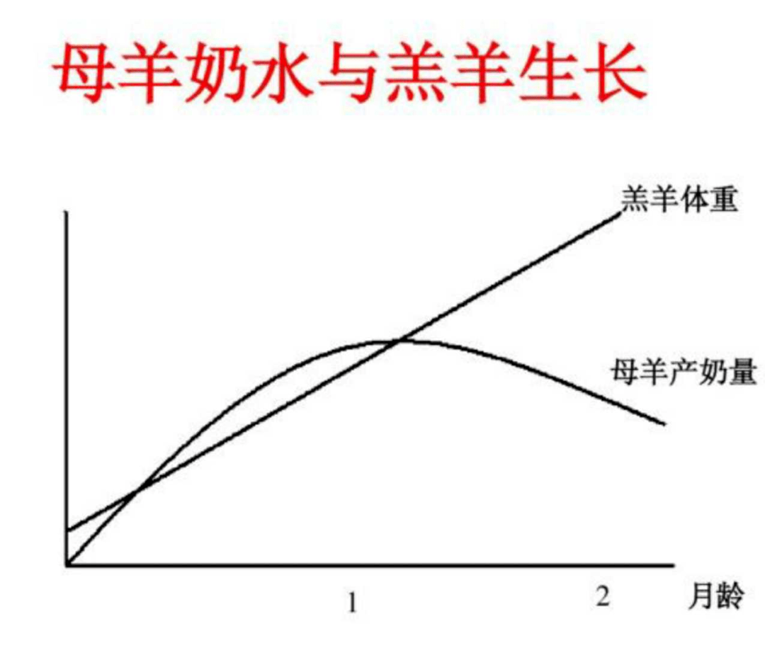 养羊笔记提高母羊养殖效益的饲喂技术