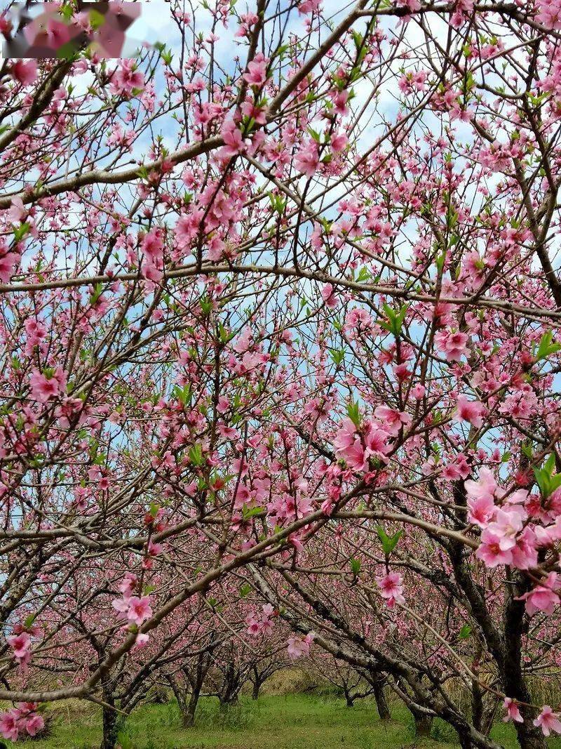 【恭城桃花】3月5-6日 邂逅恭城十里桃花 梦回黄姚旧