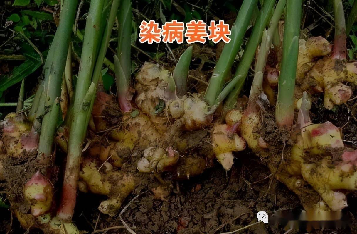 农户种植生姜最怕姜瘟病严重可致绝收五点防治妙招超管用